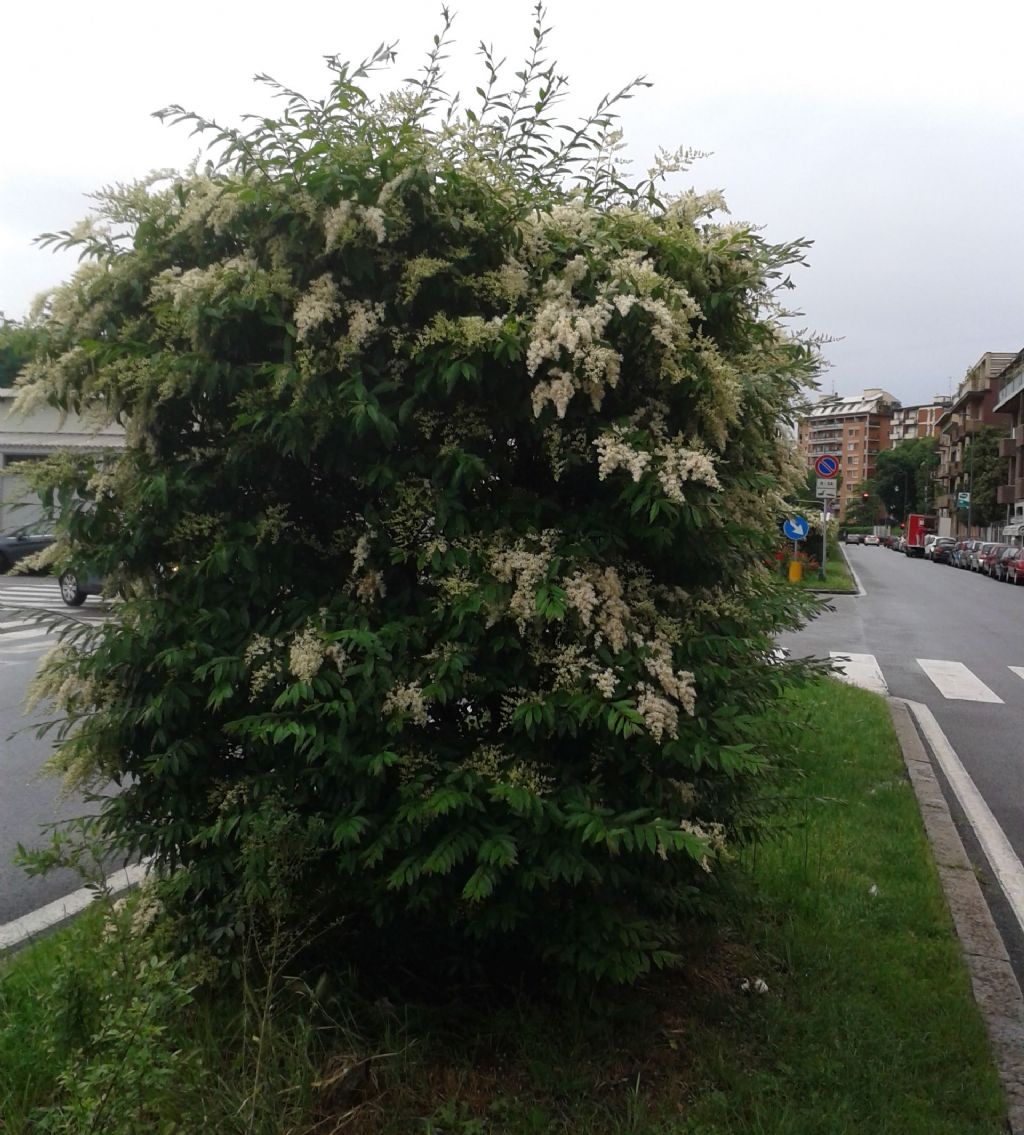 Quale Ligustrum?  Ligustrum sinense