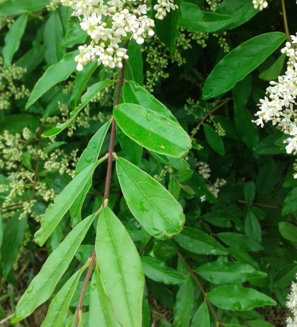 Quale Ligustrum?  Ligustrum sinense