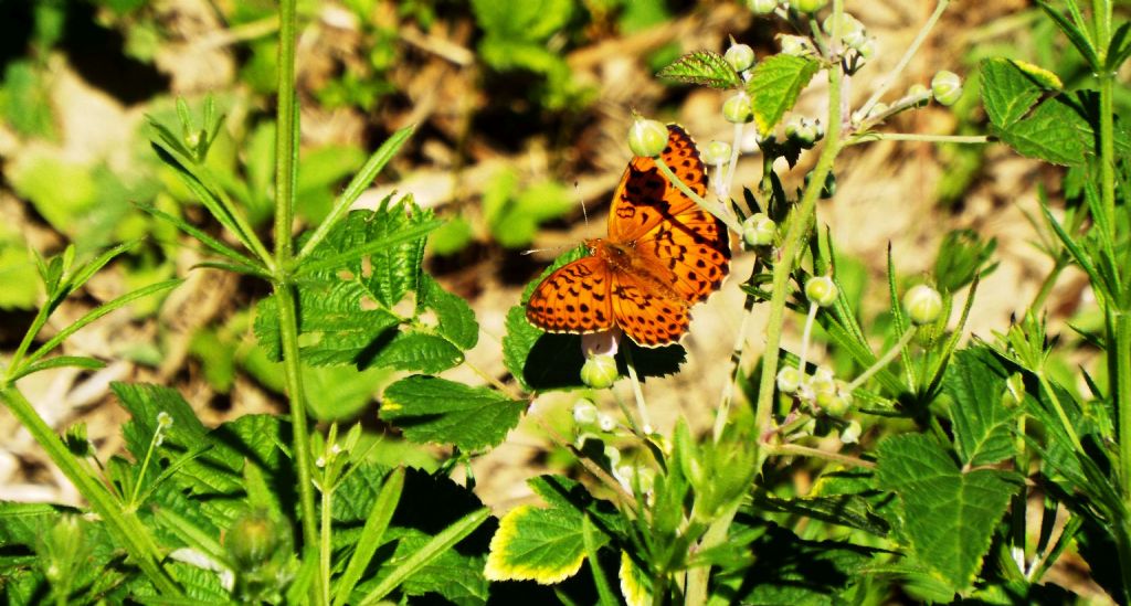 Nymphalidae: Argynnis?    No !,  Brenthis daphne