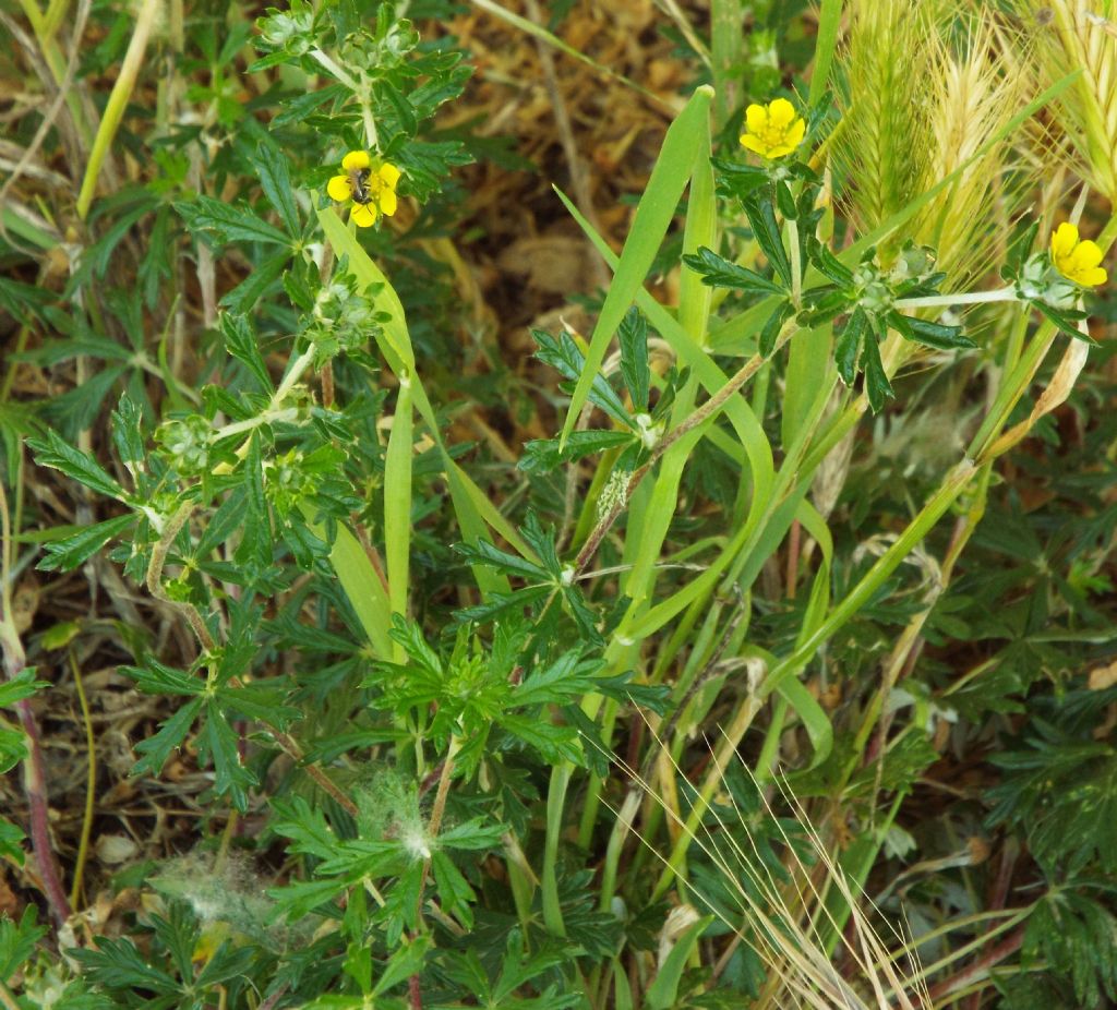 Potentilla argentea  (Rosaceae)