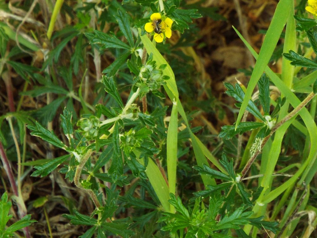 Potentilla argentea  (Rosaceae)