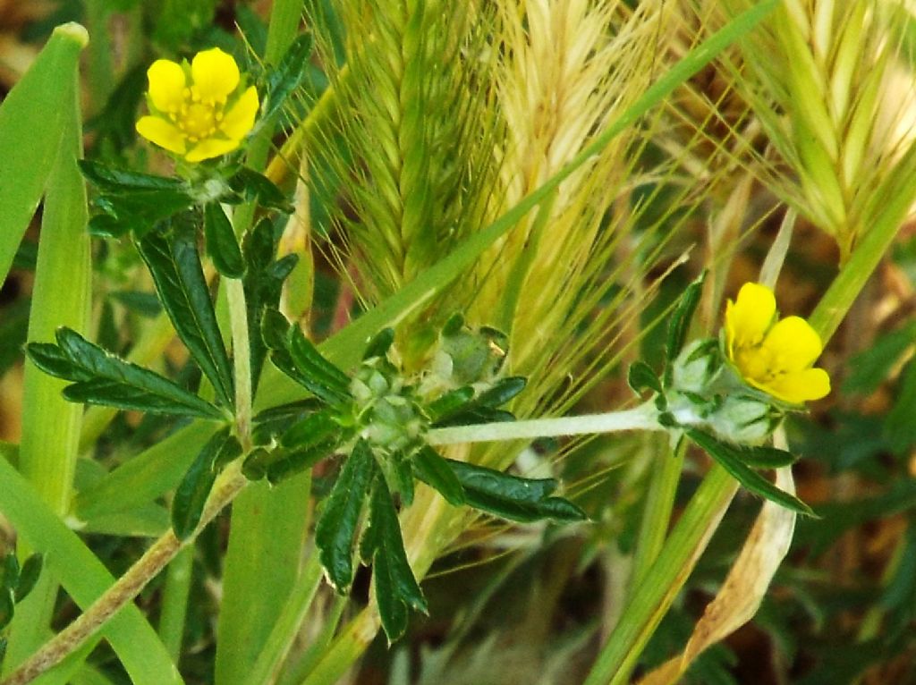 Potentilla argentea  (Rosaceae)