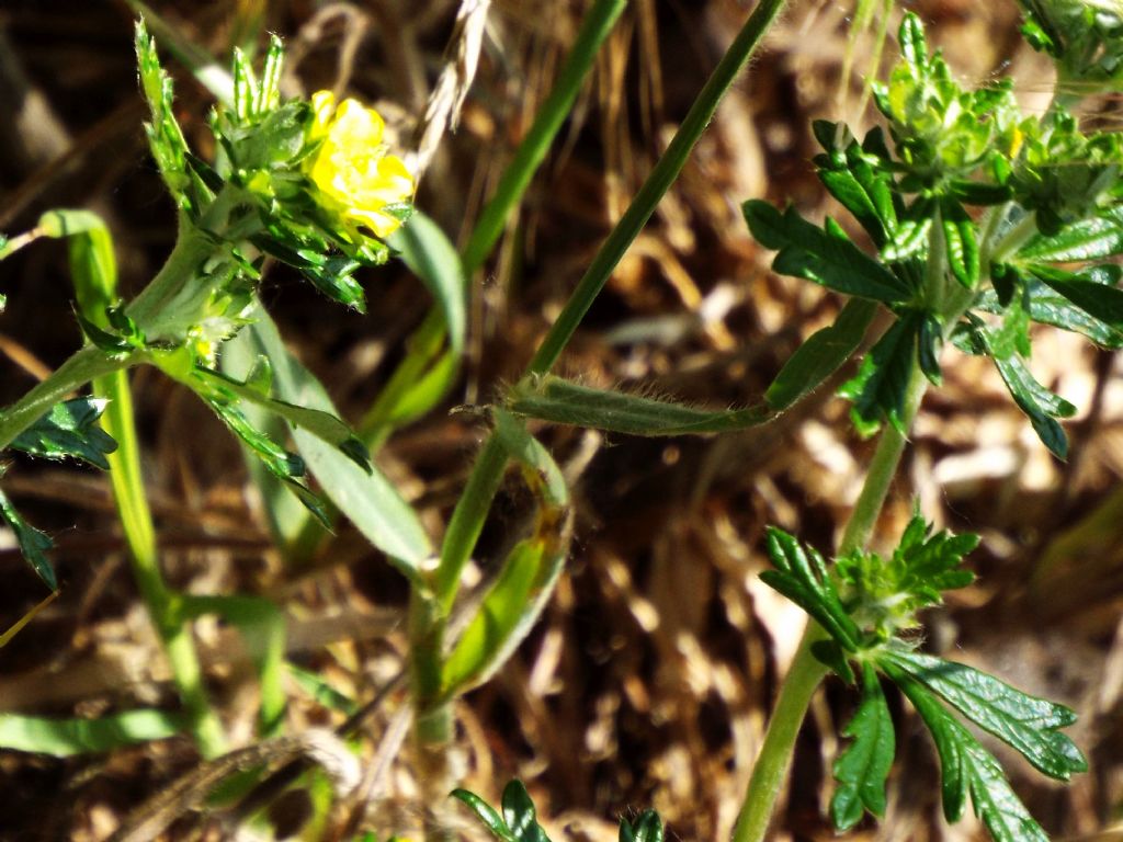 Potentilla argentea  (Rosaceae)