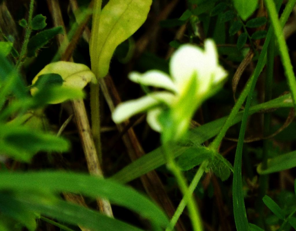 Viola tricolor  (Violaceae)