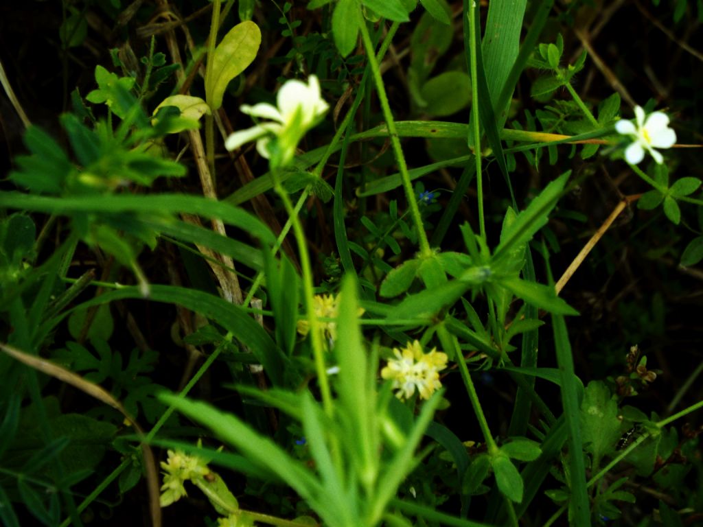 Viola tricolor  (Violaceae)