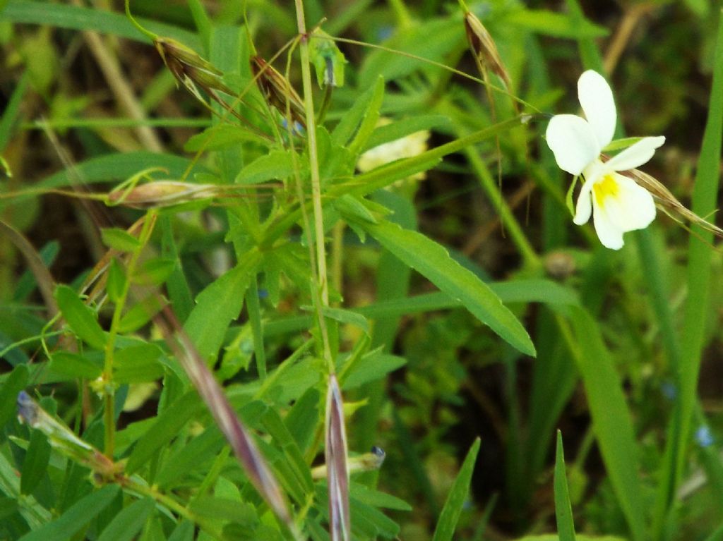 Viola tricolor  (Violaceae)