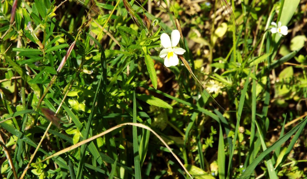 Viola tricolor  (Violaceae)