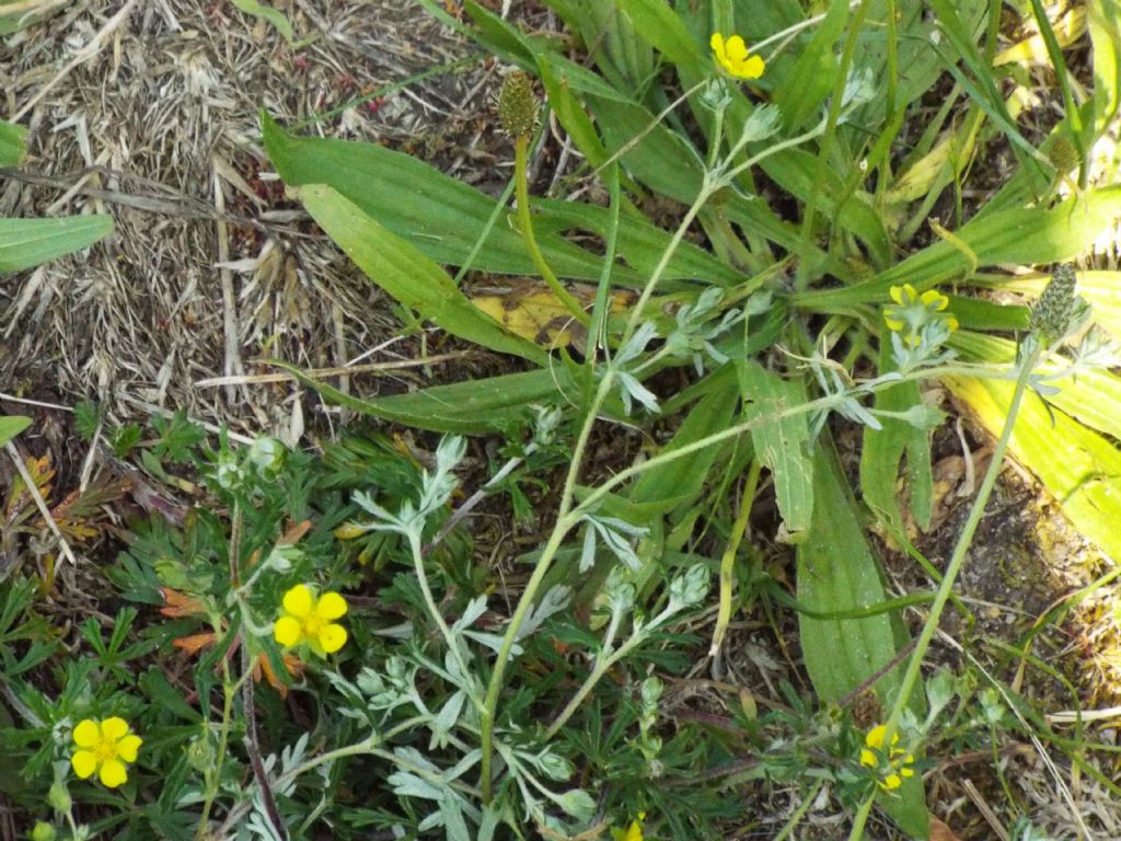 Potentilla argentea  (Rosaceae)