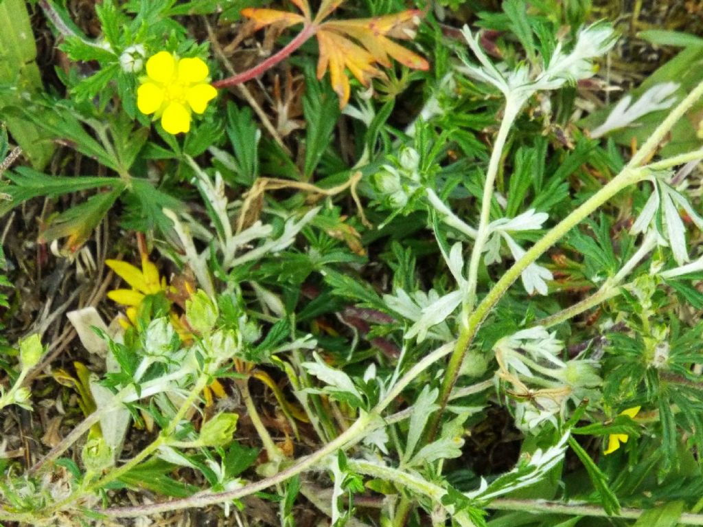 Potentilla argentea  (Rosaceae)