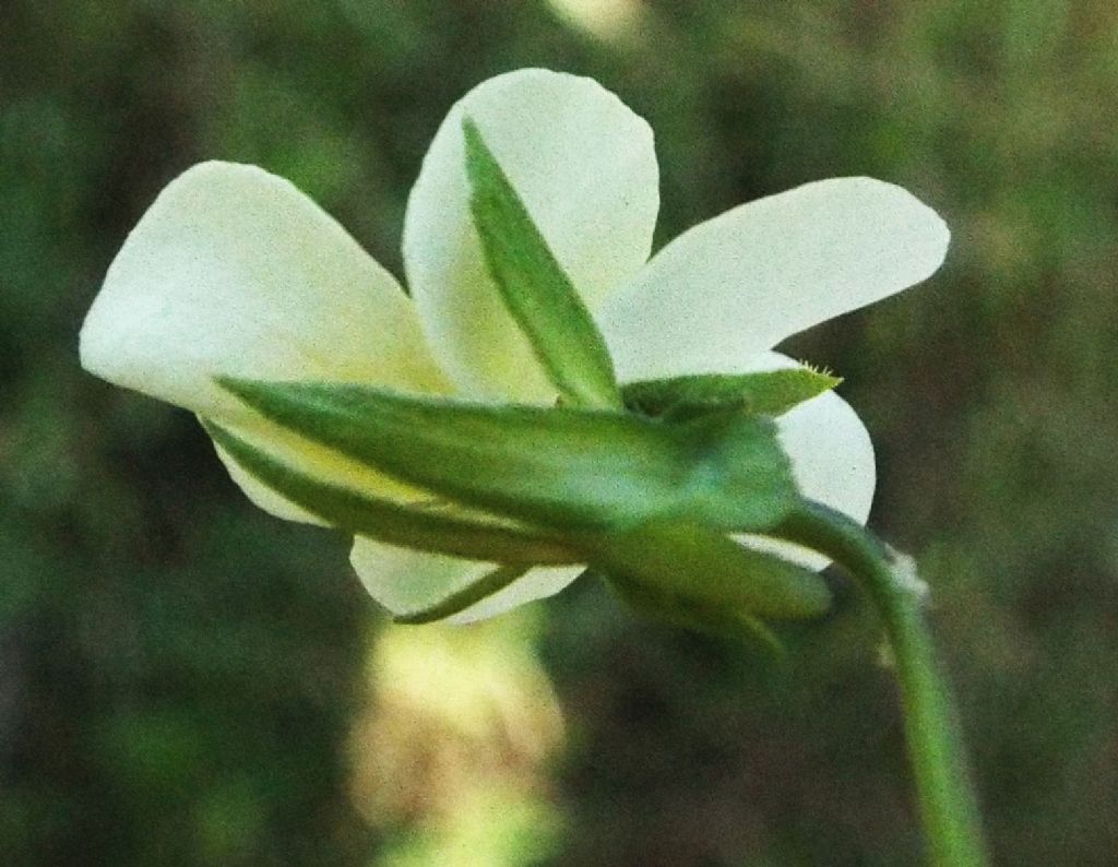 Viola tricolor  (Violaceae)