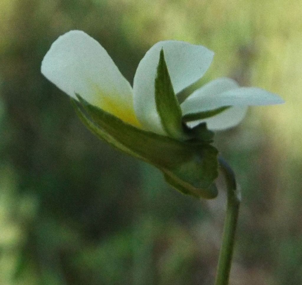 Viola tricolor  (Violaceae)