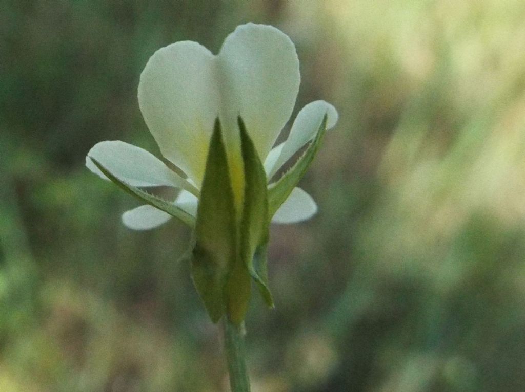 Viola tricolor  (Violaceae)