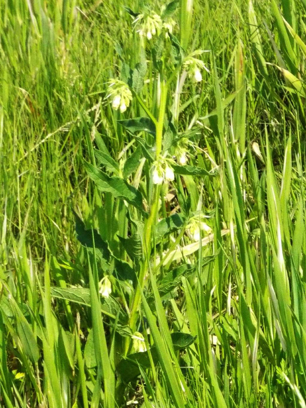 Symphytum officinale (Boraginales - Boraginaceae)