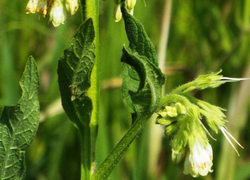 Symphytum officinale (Boraginales - Boraginaceae)