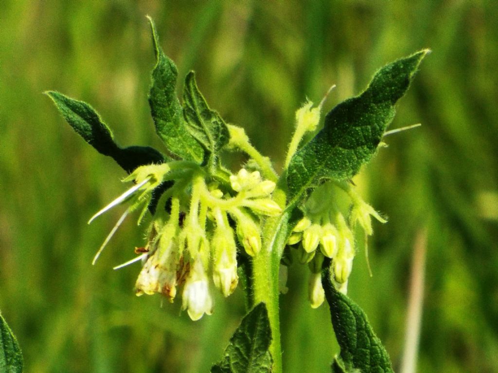 Symphytum officinale (Boraginales - Boraginaceae)