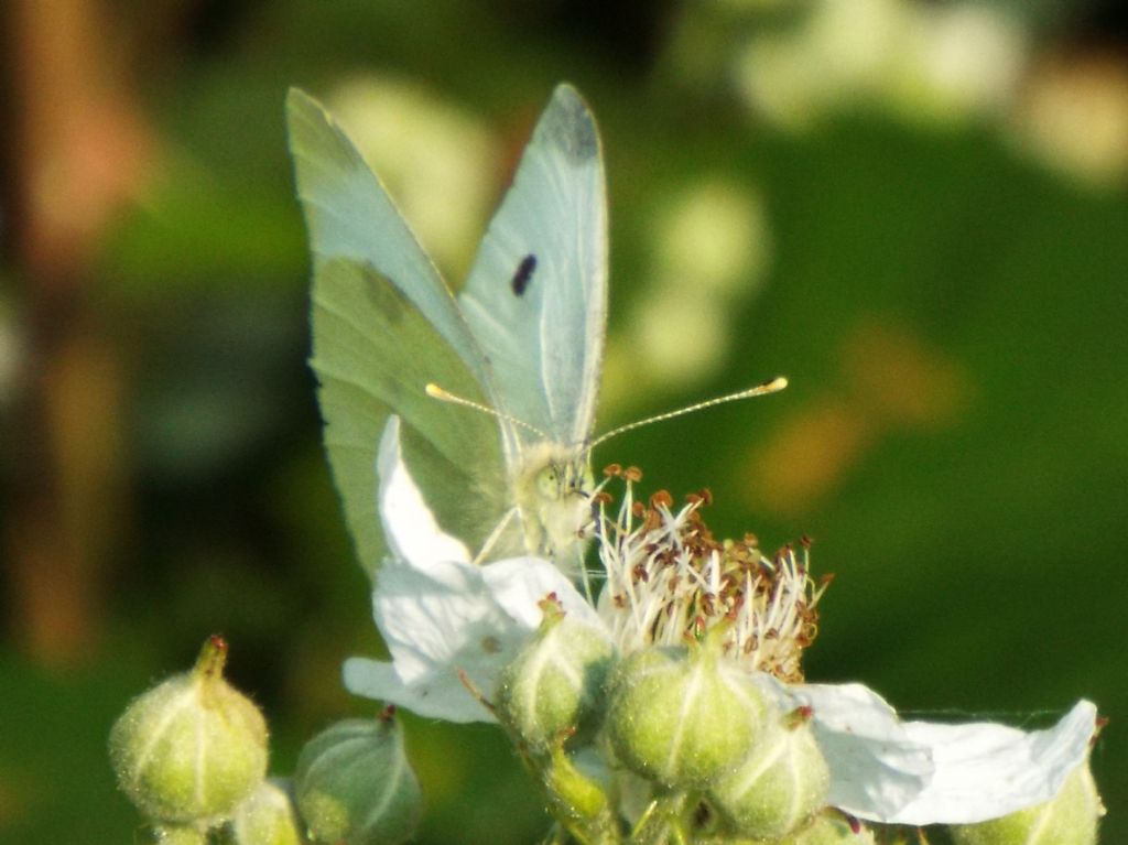 Quale Pieris ?  Pieris rapae