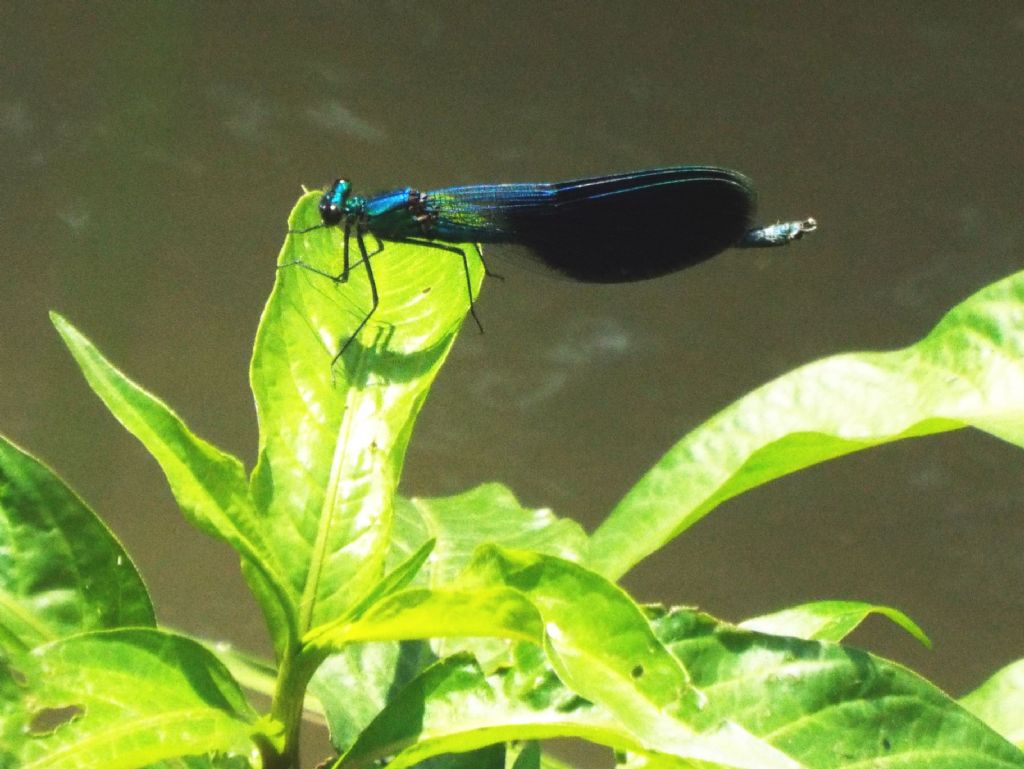 Calopteryx splendens maschio