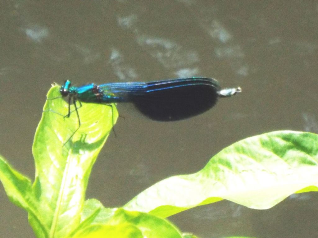 Calopteryx splendens maschio