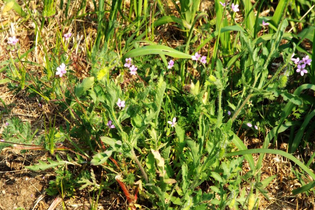 Geraniaceaee:   Erodium cfr. cicutarium