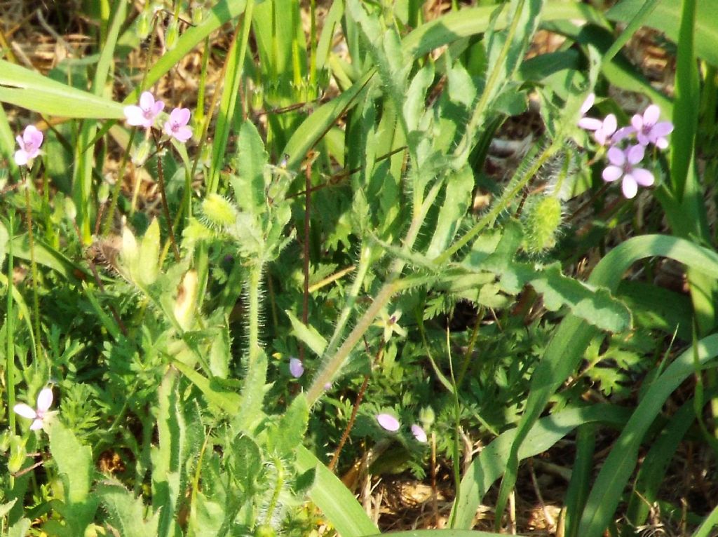 Geraniaceaee:   Erodium cfr. cicutarium