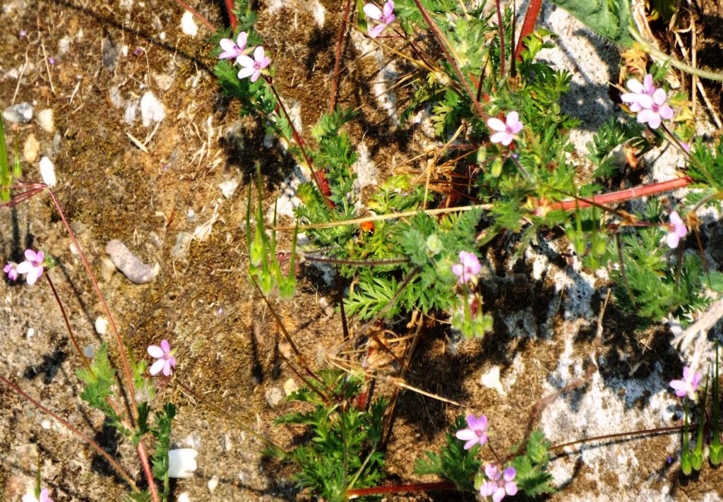 Geraniaceaee:   Erodium cfr. cicutarium