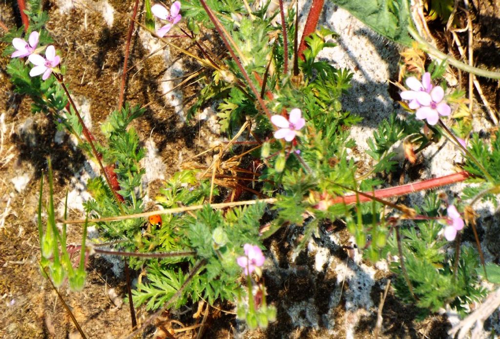 Geraniaceaee:   Erodium cfr. cicutarium