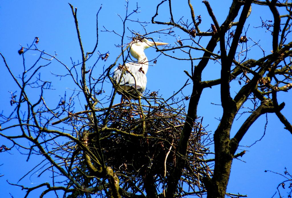 Aironi cenerini nidificanti al Parco di Monza