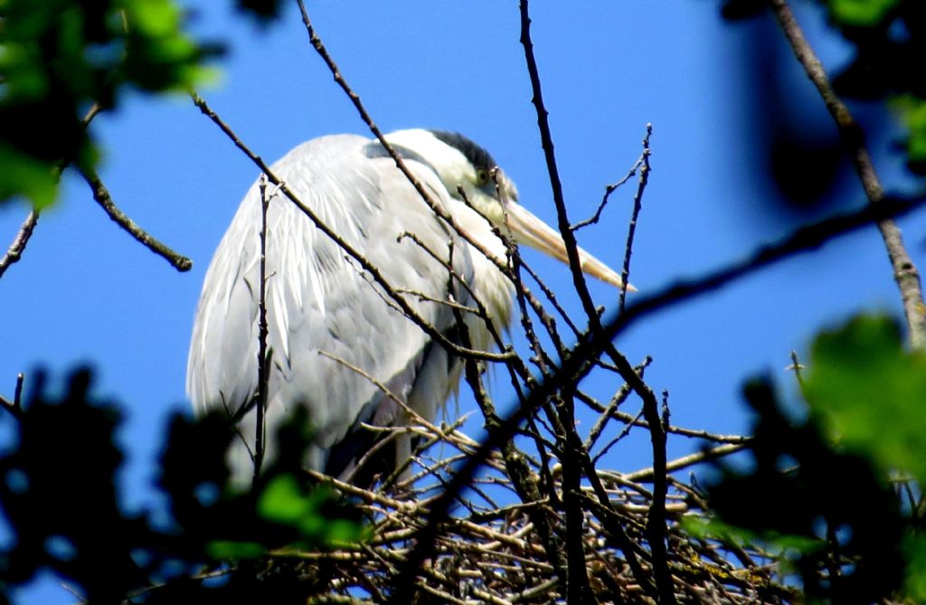 Aironi cenerini nidificanti al Parco di Monza