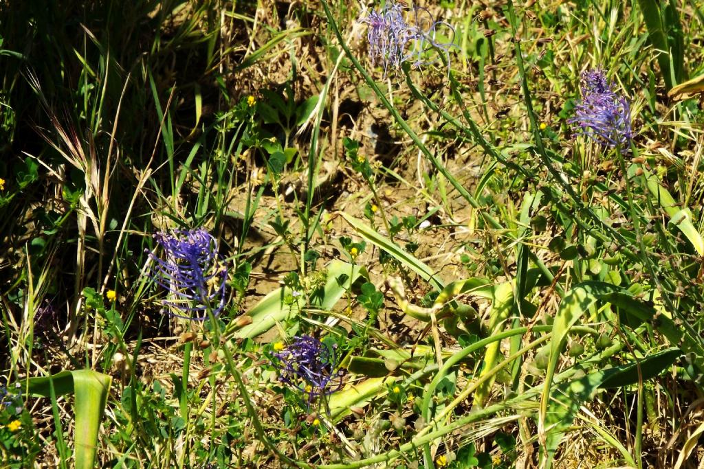 Muscari comosum / Cipollaccio dal fiocco (Asparagaceae)