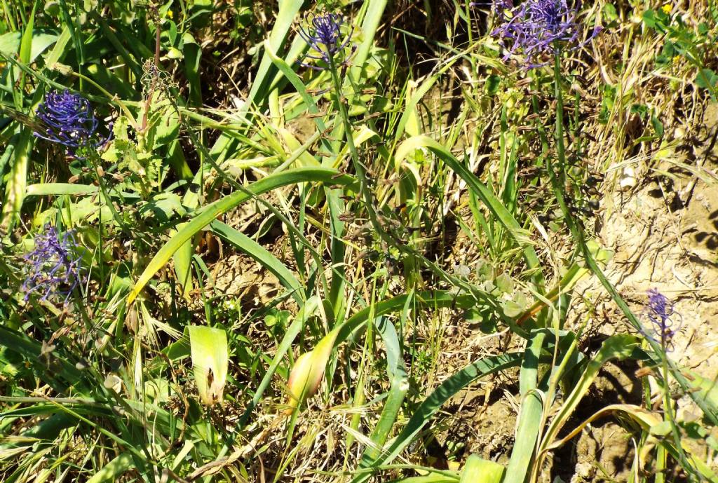 Muscari comosum / Cipollaccio dal fiocco (Asparagaceae)