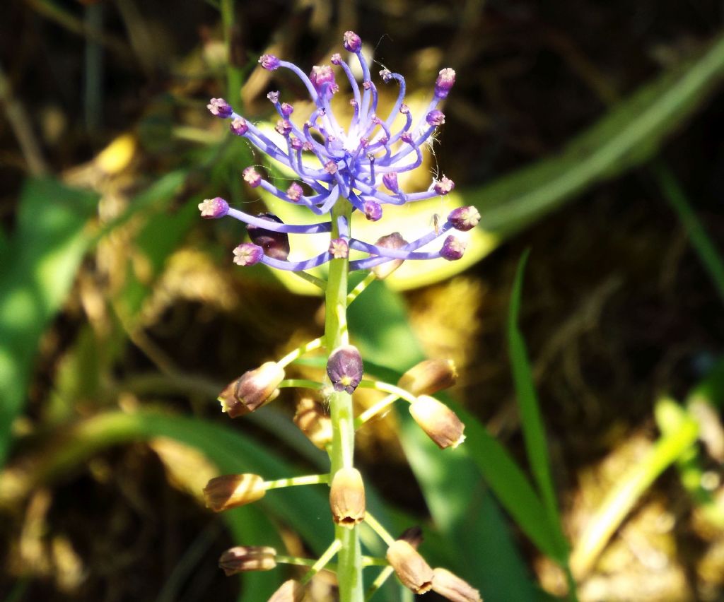 Muscari comosum / Cipollaccio dal fiocco (Asparagaceae)