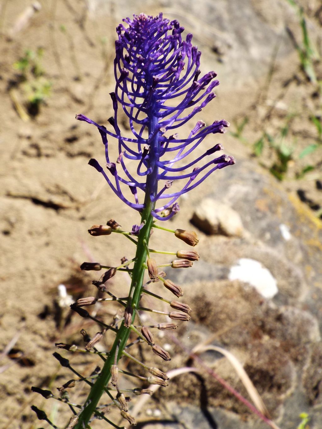 Muscari comosum / Cipollaccio dal fiocco (Asparagaceae)