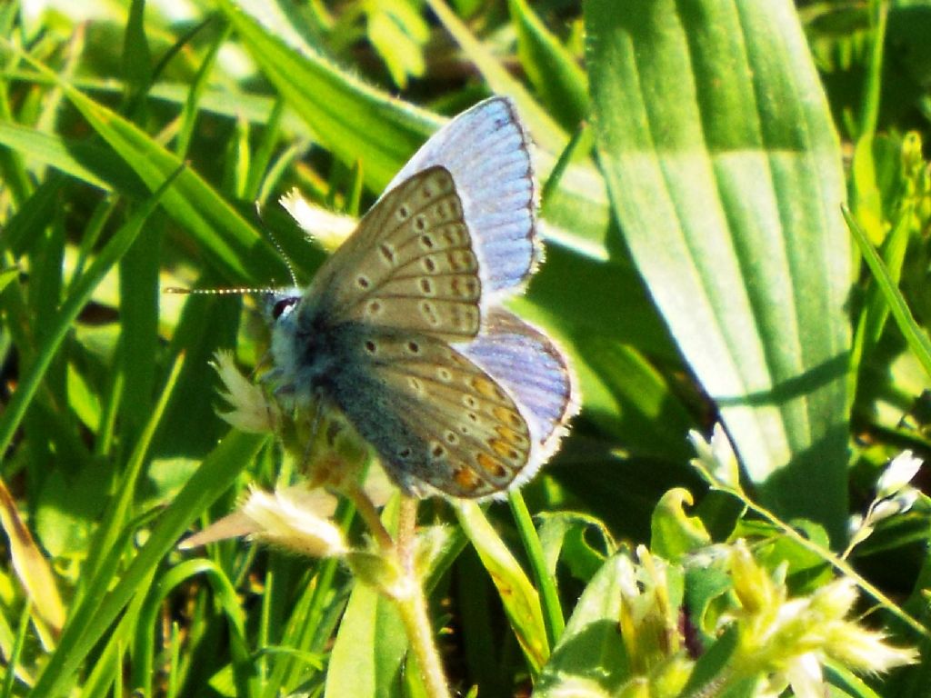 Lycaenidae da identificare:    Polyommatus icarus