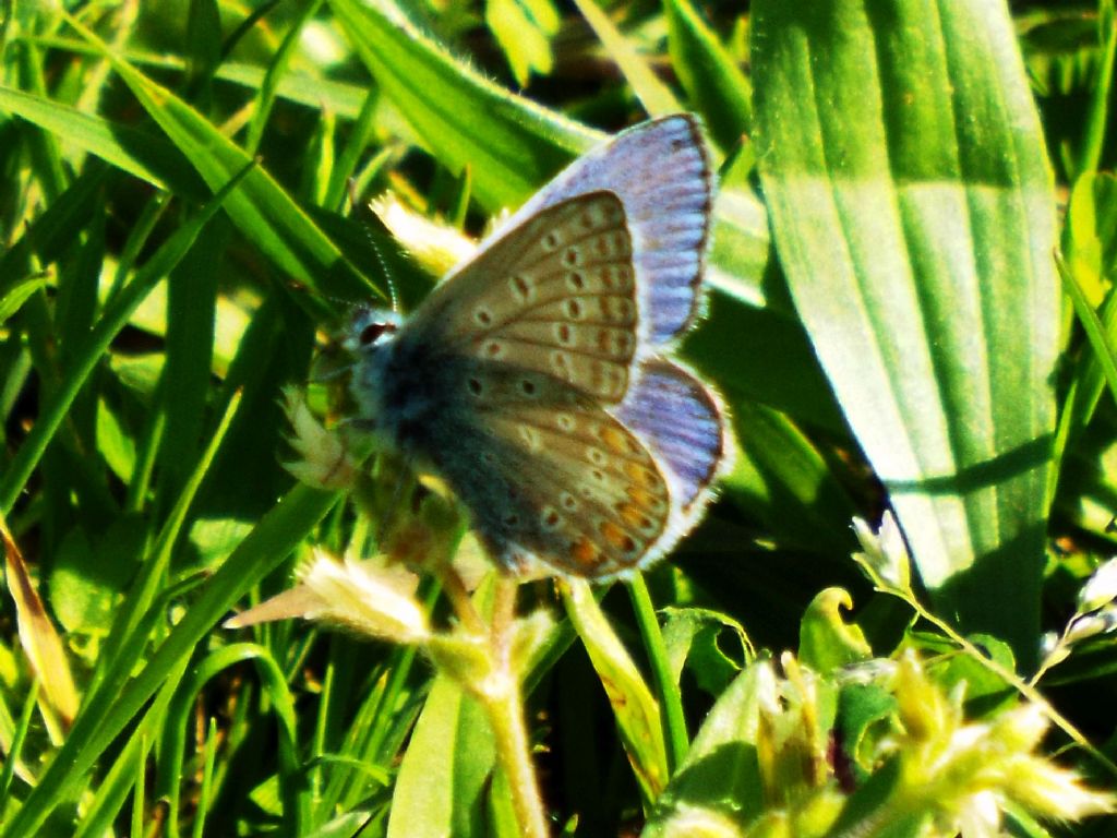 Lycaenidae da identificare:    Polyommatus icarus