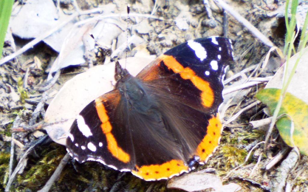 Vanessa cardui. No, Vanessa atalanta, Nymphalidae