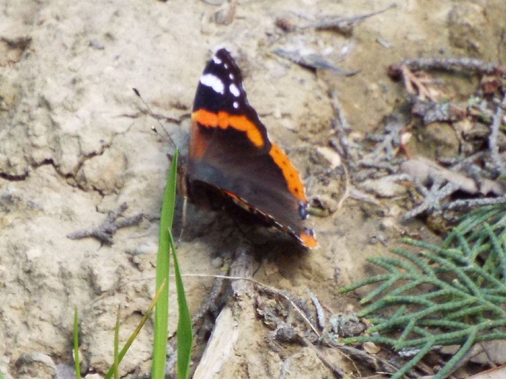 Vanessa cardui. No, Vanessa atalanta, Nymphalidae