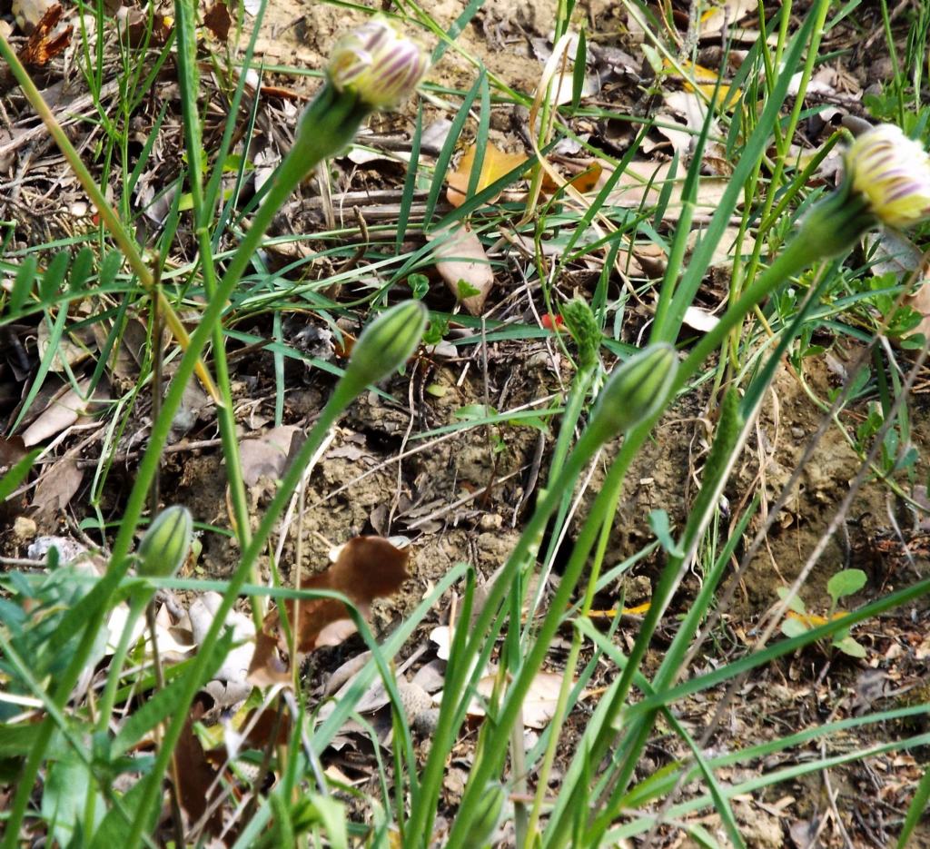 Asteracea:  Urospermum dalechampii