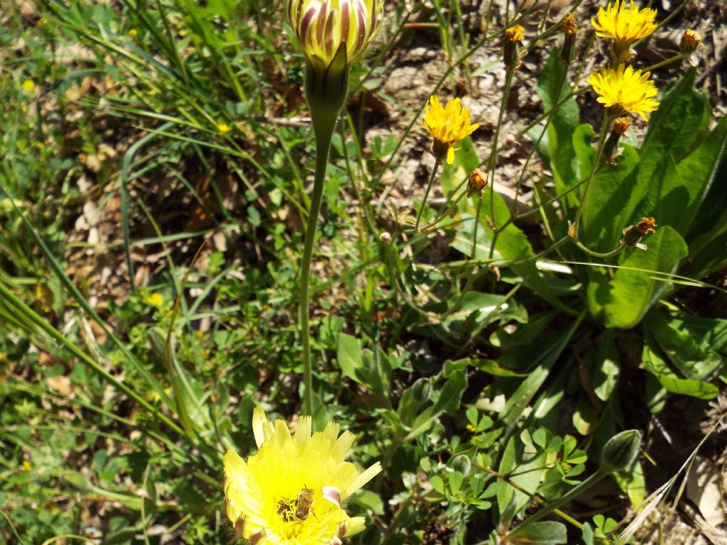 Asteracea:  Urospermum dalechampii