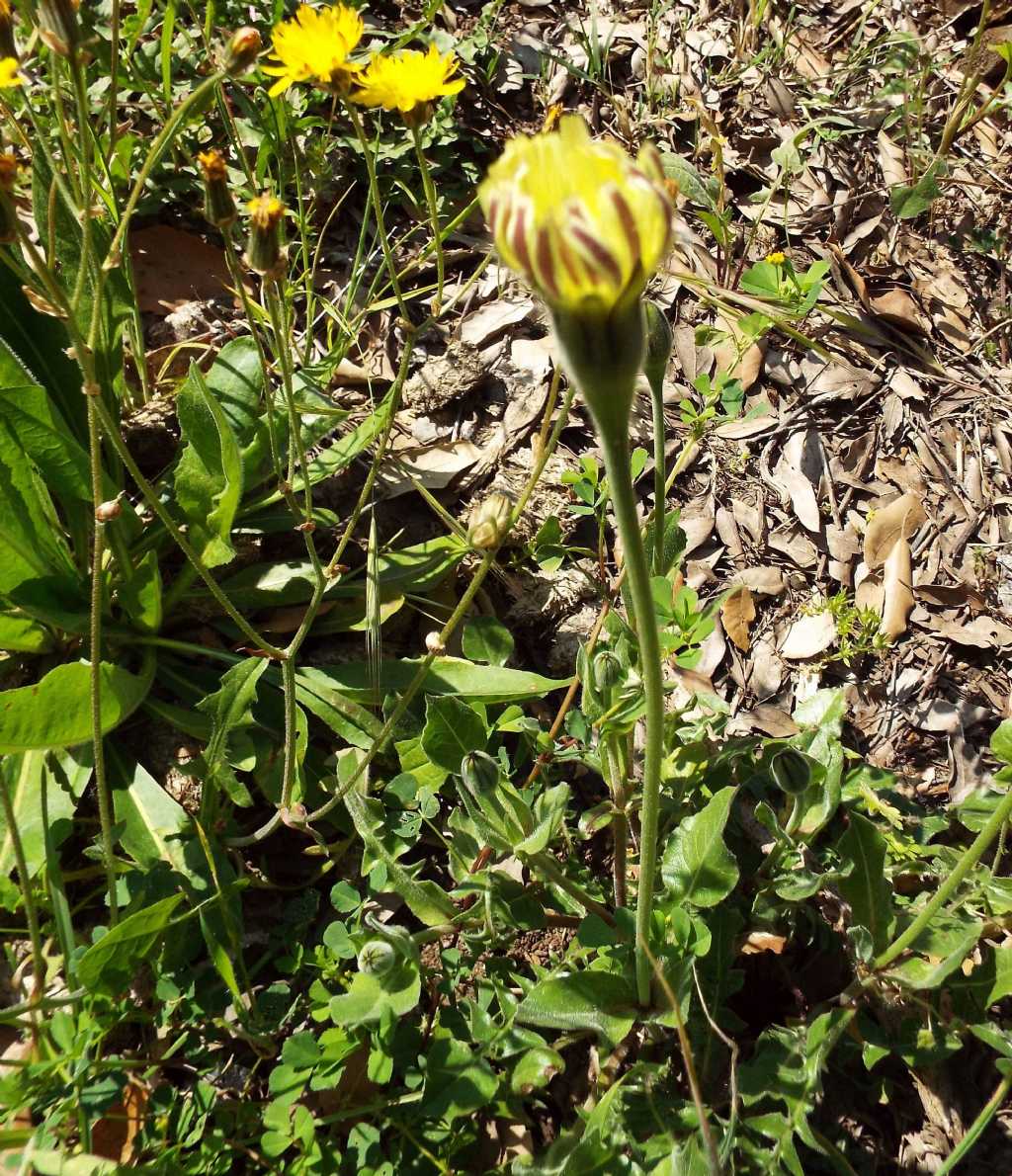 Asteracea:  Urospermum dalechampii