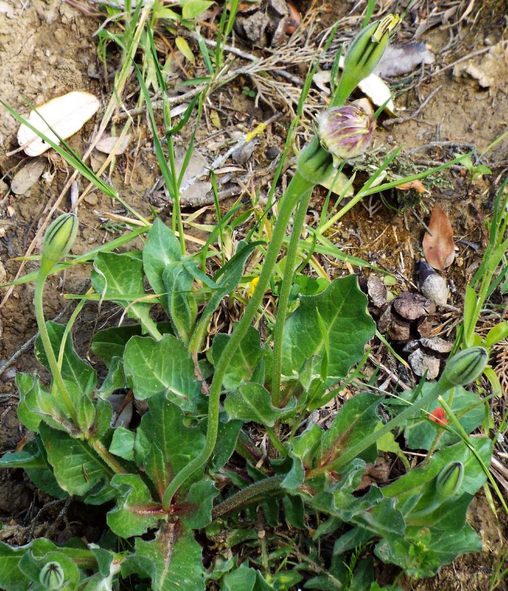 Asteracea:  Urospermum dalechampii