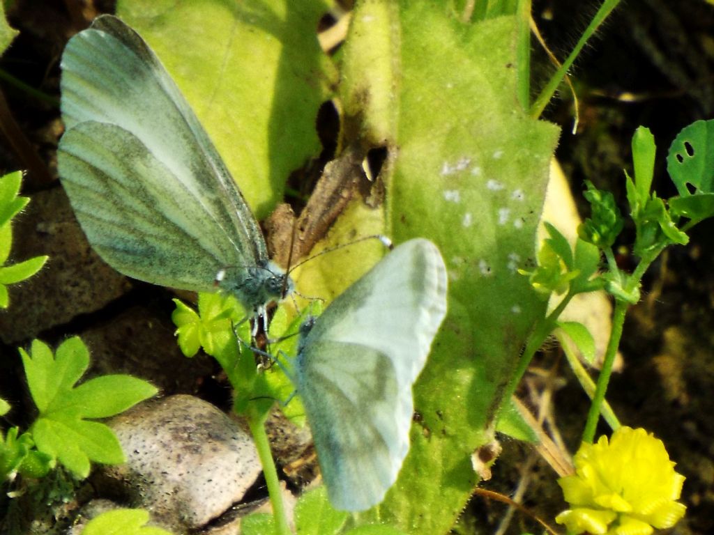 Scena inattesa:  preliminari amorosi di Leptidea sinapis (Pieridae)