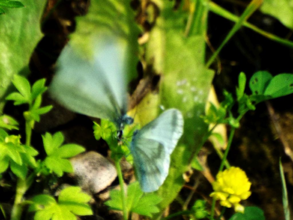 Scena inattesa:  preliminari amorosi di Leptidea sinapis (Pieridae)