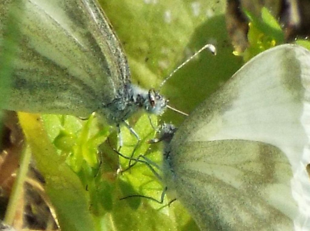 Scena inattesa:  preliminari amorosi di Leptidea sinapis (Pieridae)