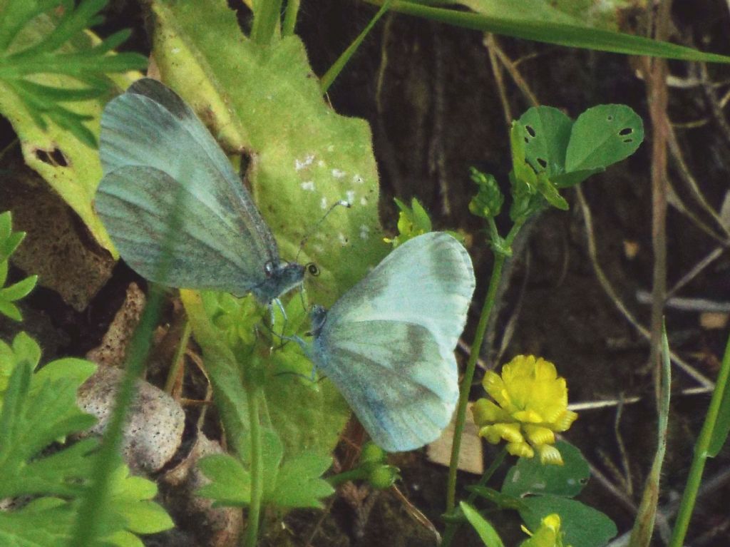 Scena inattesa:  preliminari amorosi di Leptidea sinapis (Pieridae)