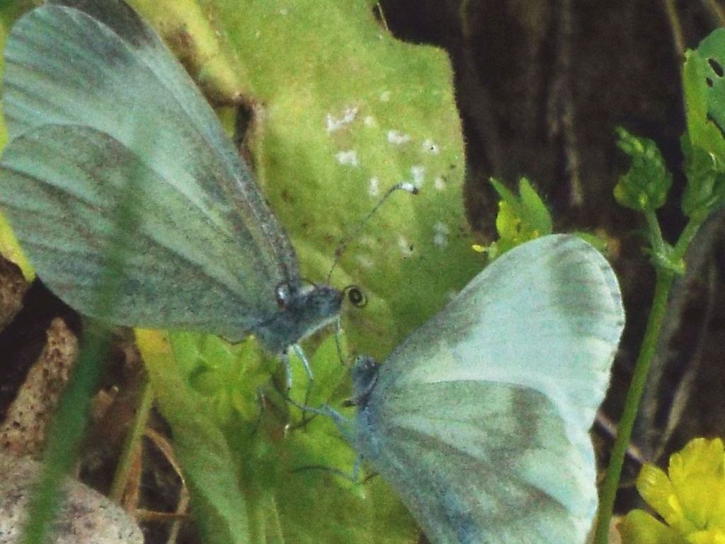 Scena inattesa:  preliminari amorosi di Leptidea sinapis (Pieridae)