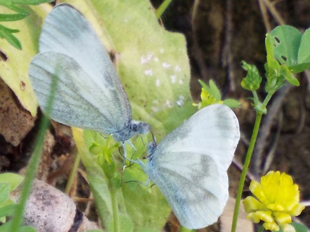 Scena inattesa:  preliminari amorosi di Leptidea sinapis (Pieridae)