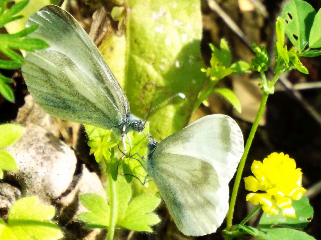 Scena inattesa:  preliminari amorosi di Leptidea sinapis (Pieridae)