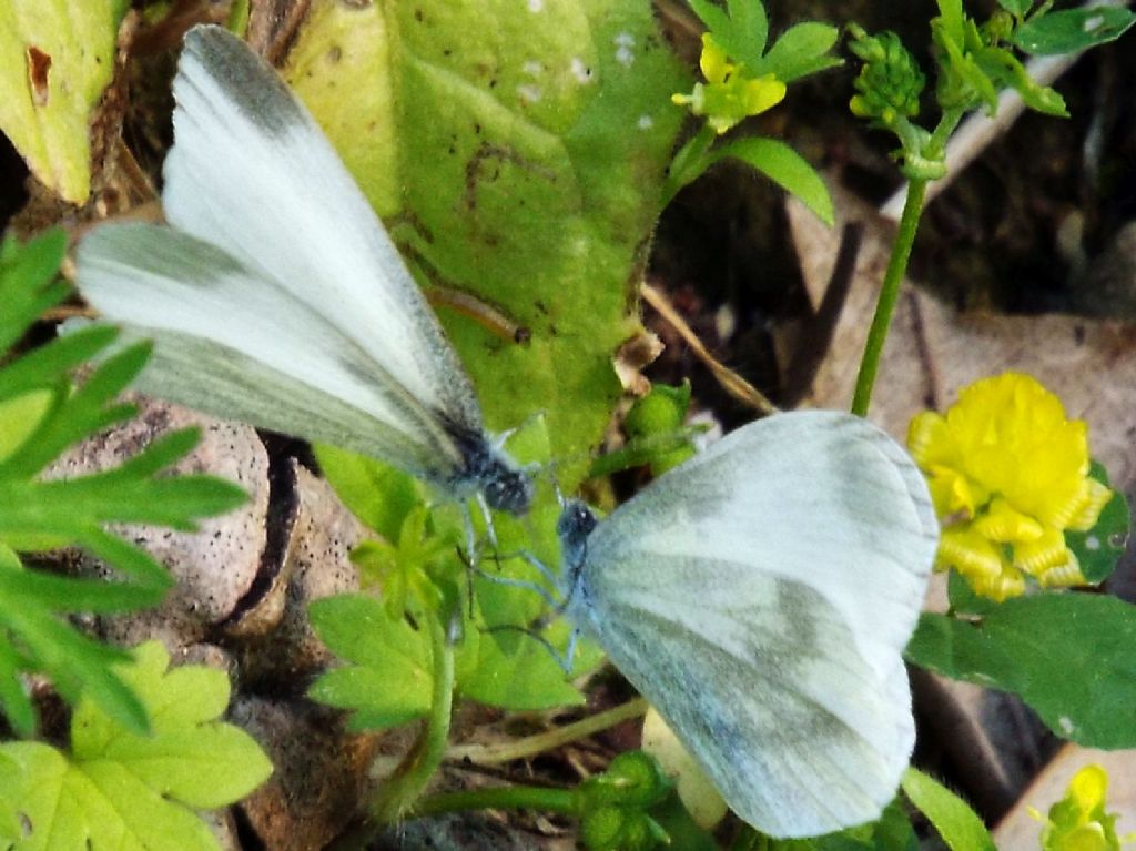 Scena inattesa:  preliminari amorosi di Leptidea sinapis (Pieridae)