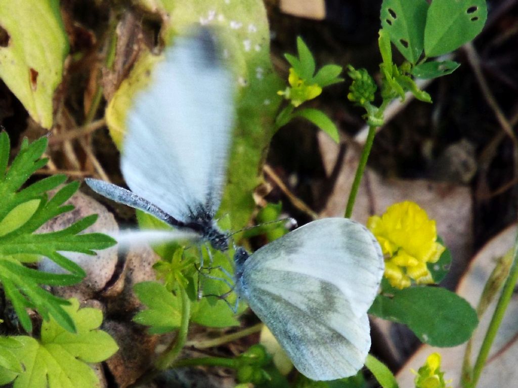 Scena inattesa:  preliminari amorosi di Leptidea sinapis (Pieridae)