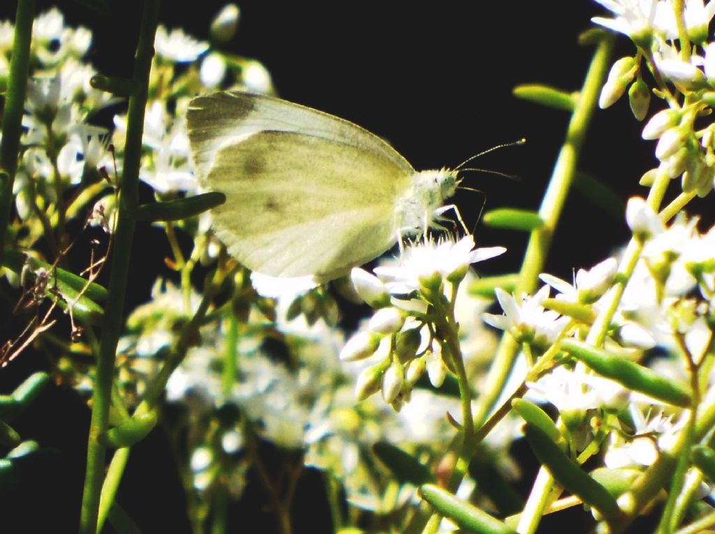 Quale Pieris ?  Pieris rapae, femmina